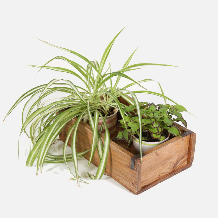 Plantlåda Gino set om 3