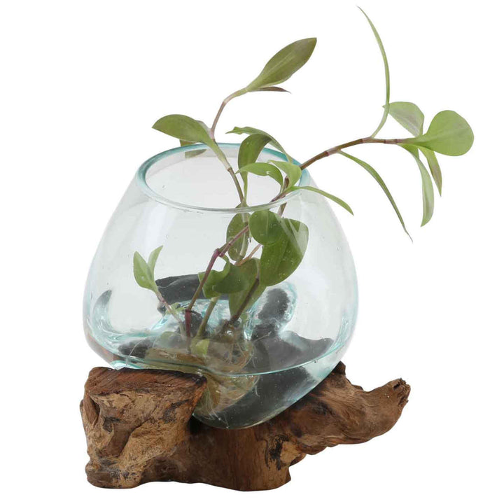 Glasvas på burl wood A15