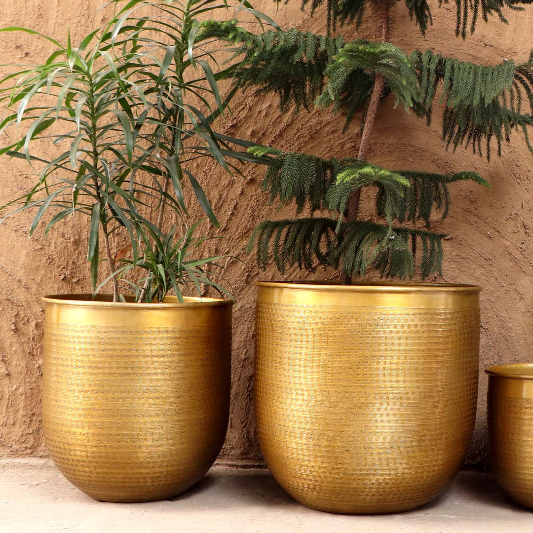 Orientalisk blomkruka Barcelona