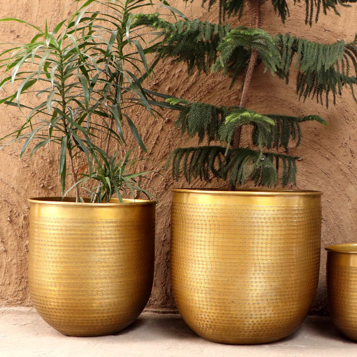 Orientalisk blomkruka Barcelona