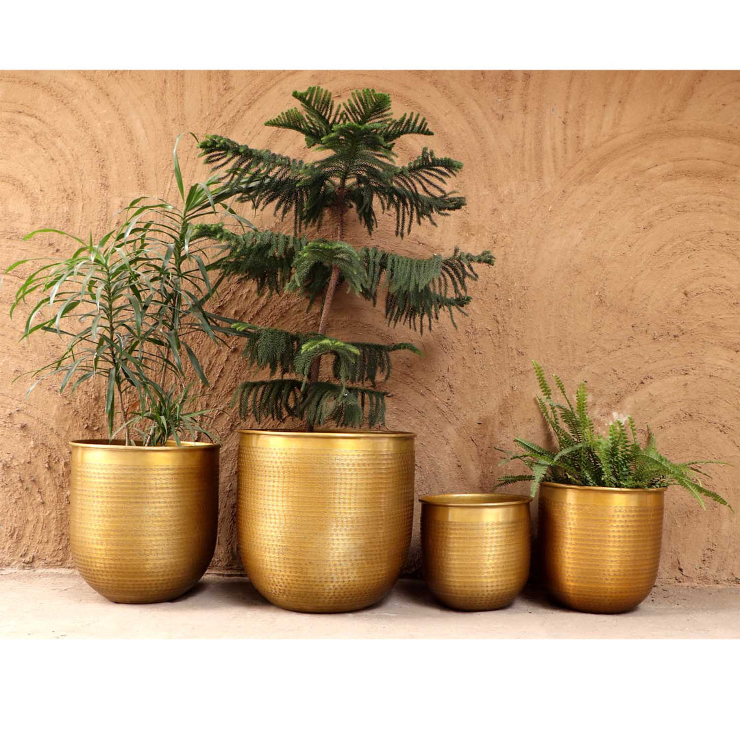 Orientalisk blomkruka Barcelona