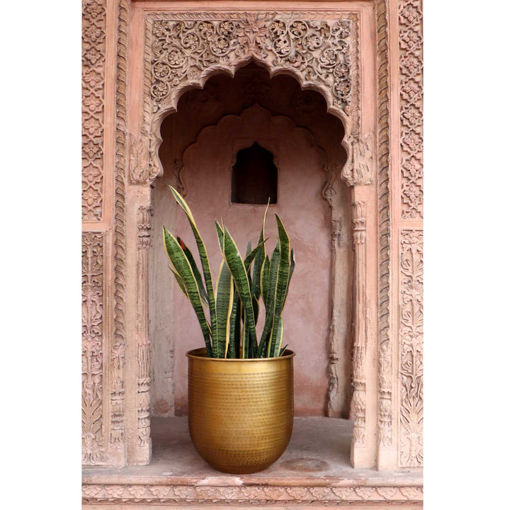 Orientalisk blomkruka Barcelona