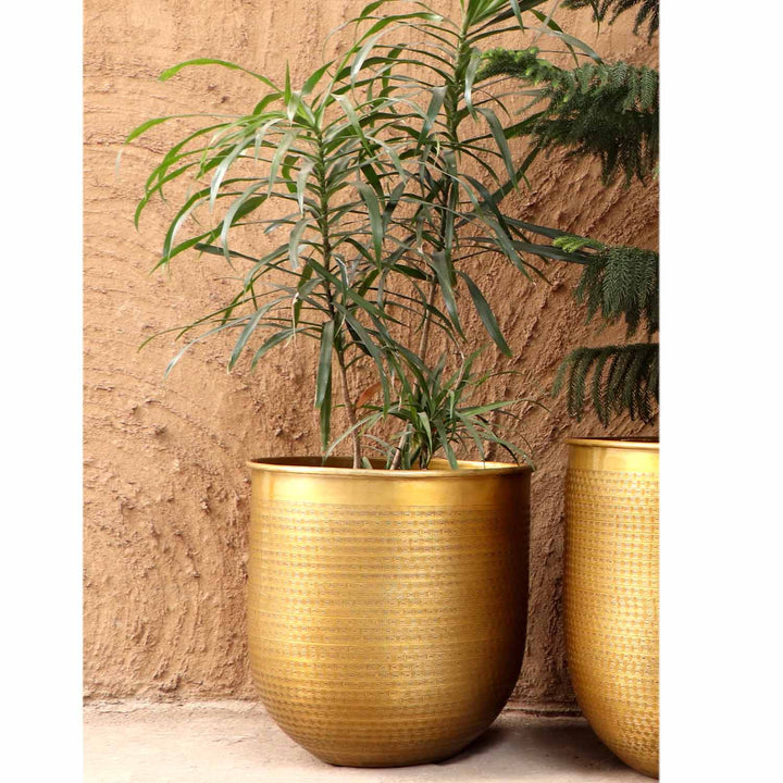 Orientalisk blomkruka Barcelona