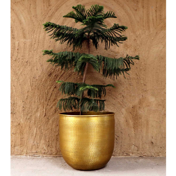 Orientalisk blomkruka Barcelona