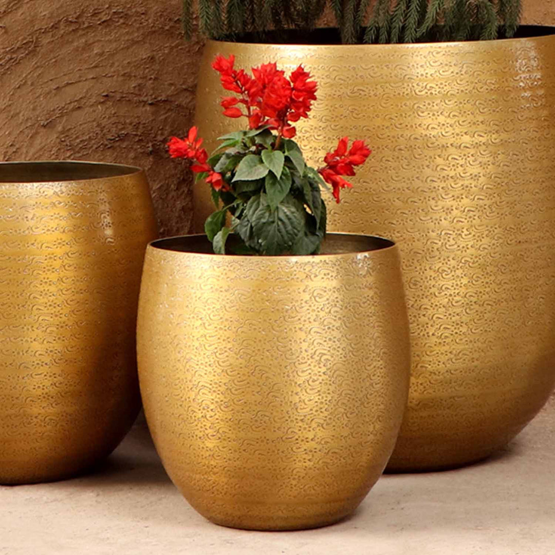 Orientalisk blomkruka Leon