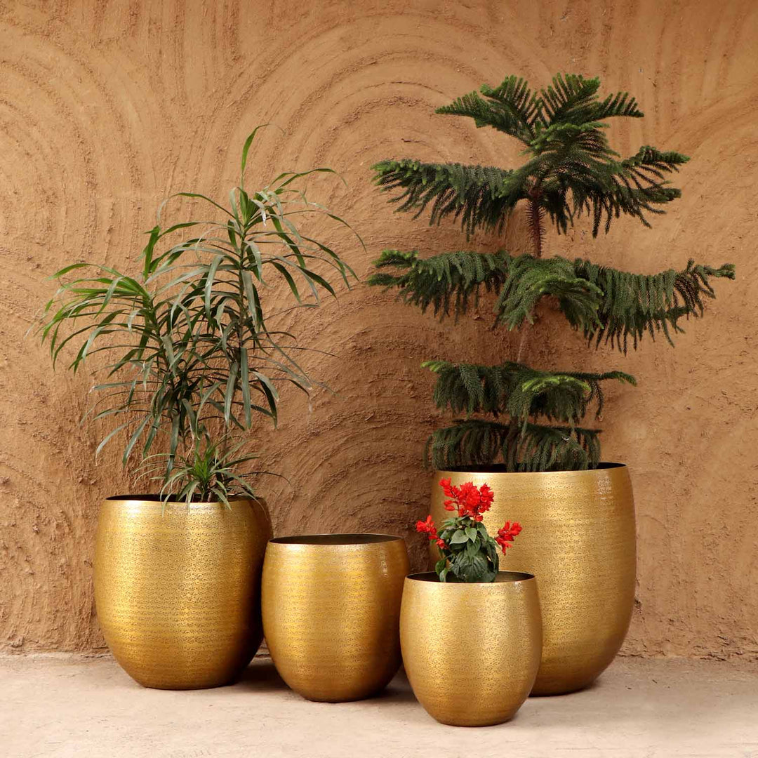 Orientalisk blomkruka Leon