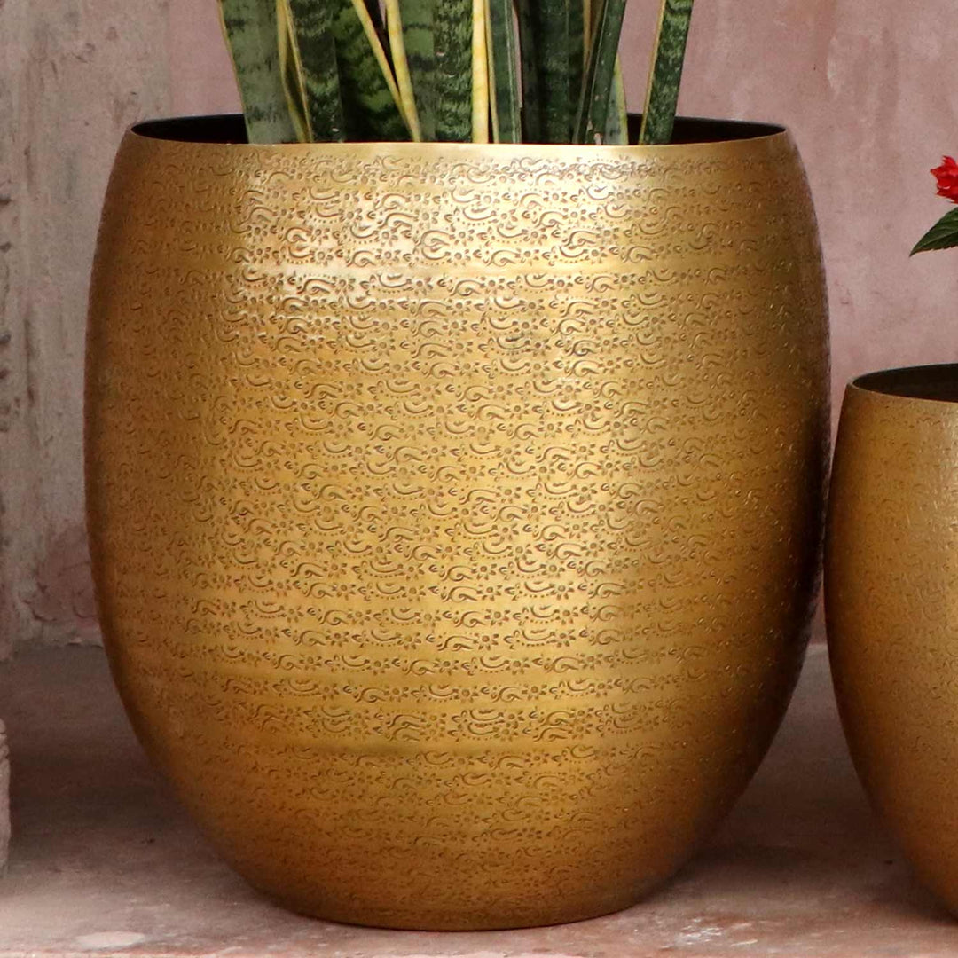 Orientalisk blomkruka Leon