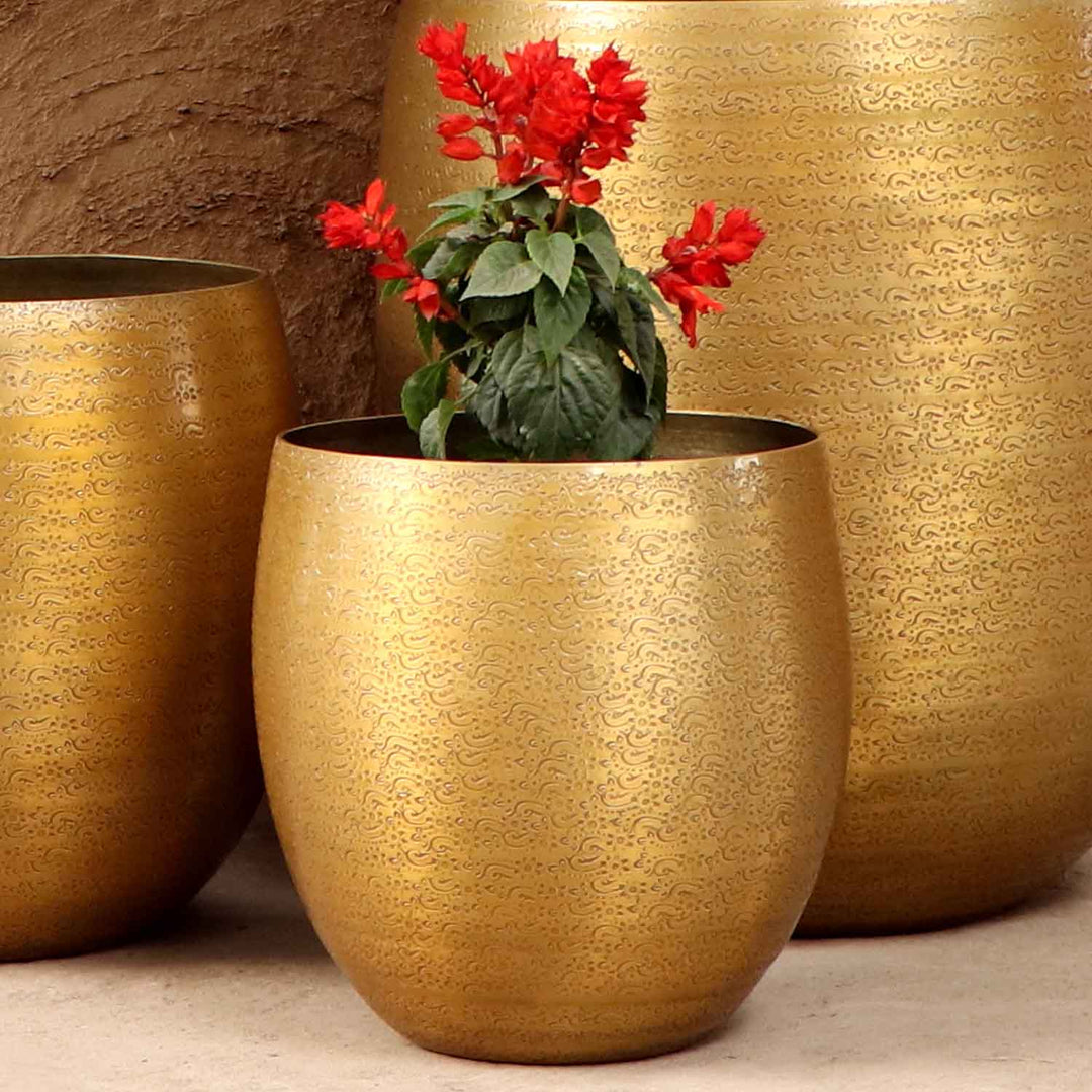 Orientalisk blomkruka Leon