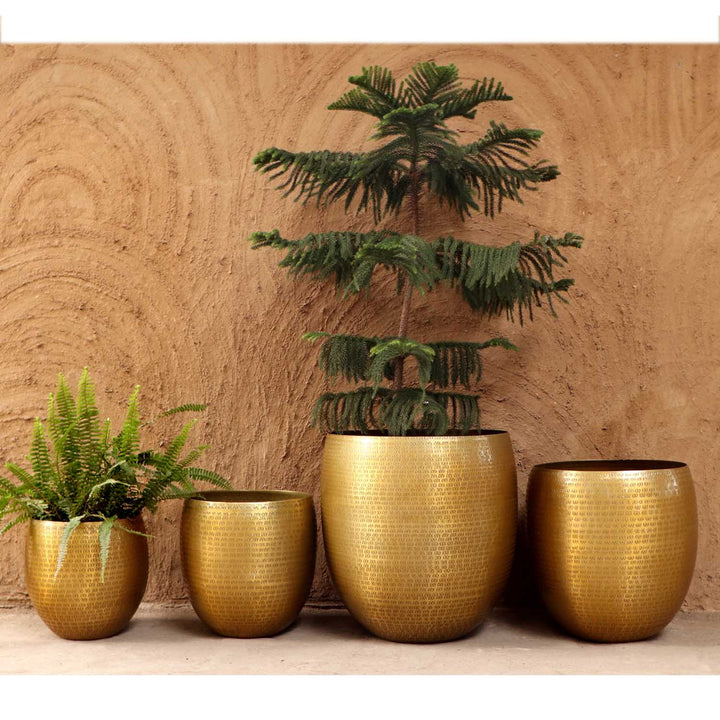 Orientalisk blomkruka Vega