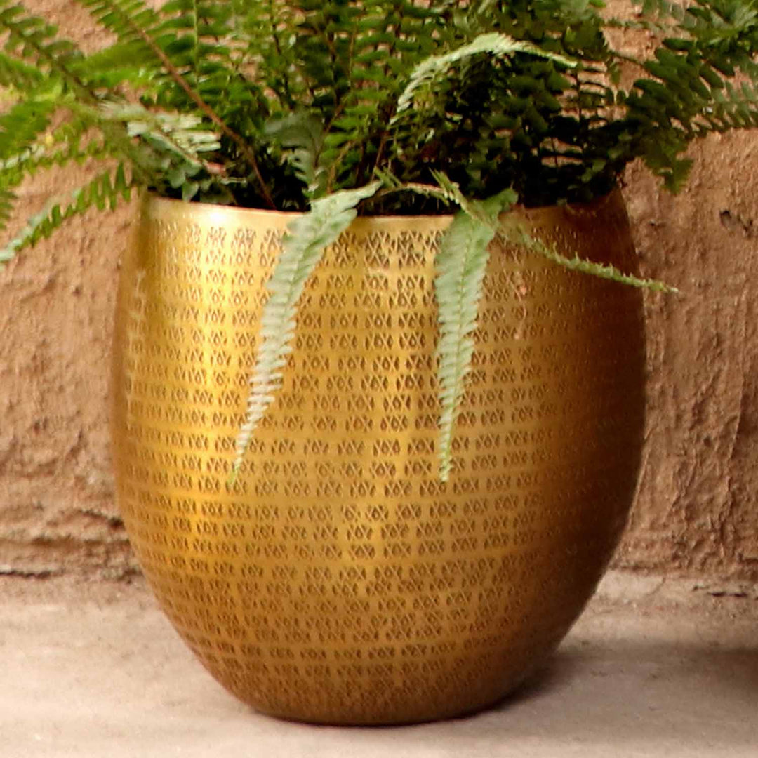 Orientalisk blomkruka Vega