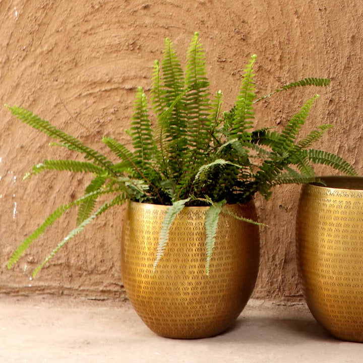 Orientalisk blomkruka Vega