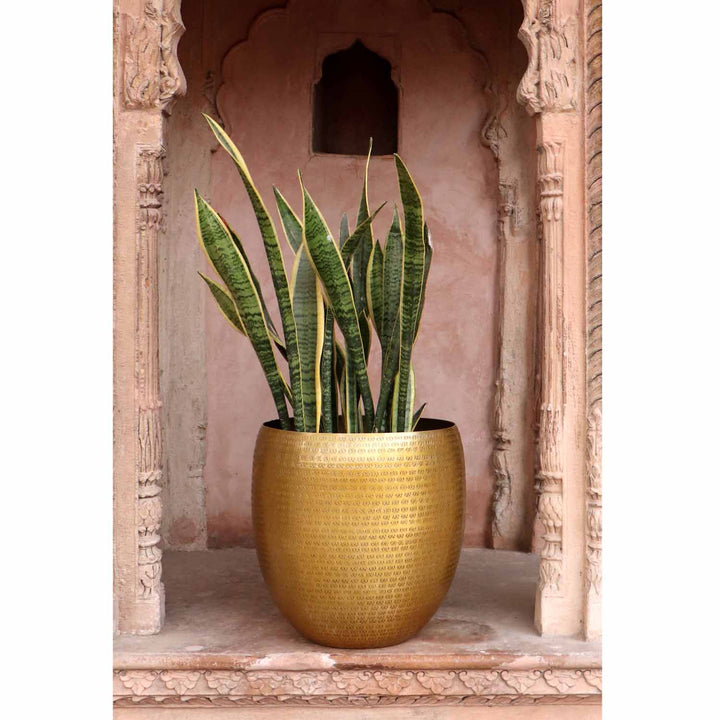 Orientalisk blomkruka Vega