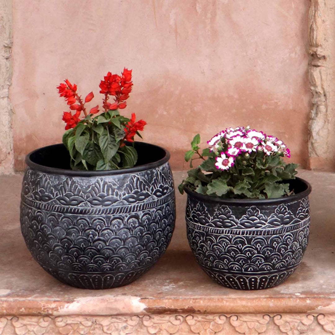 Orientalisk blomkruka Murcia