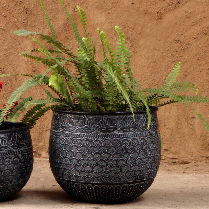 Orientalisk blomkruka Murcia