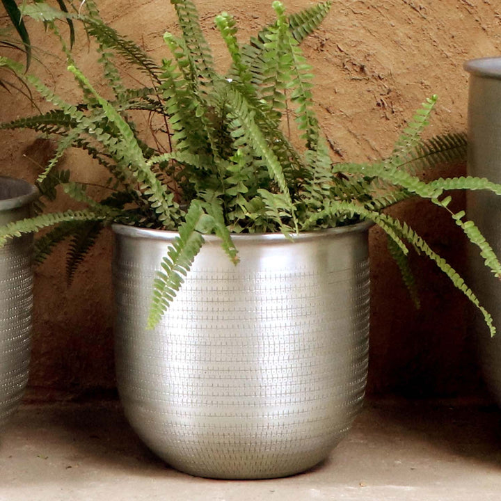 Orientalisk blomkruka Alikante