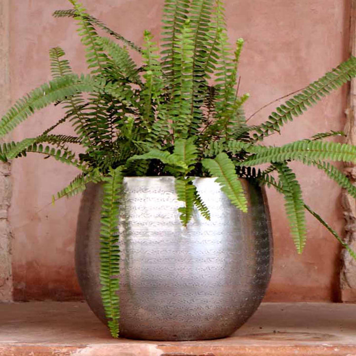Orientalisk blomkruka Almeria