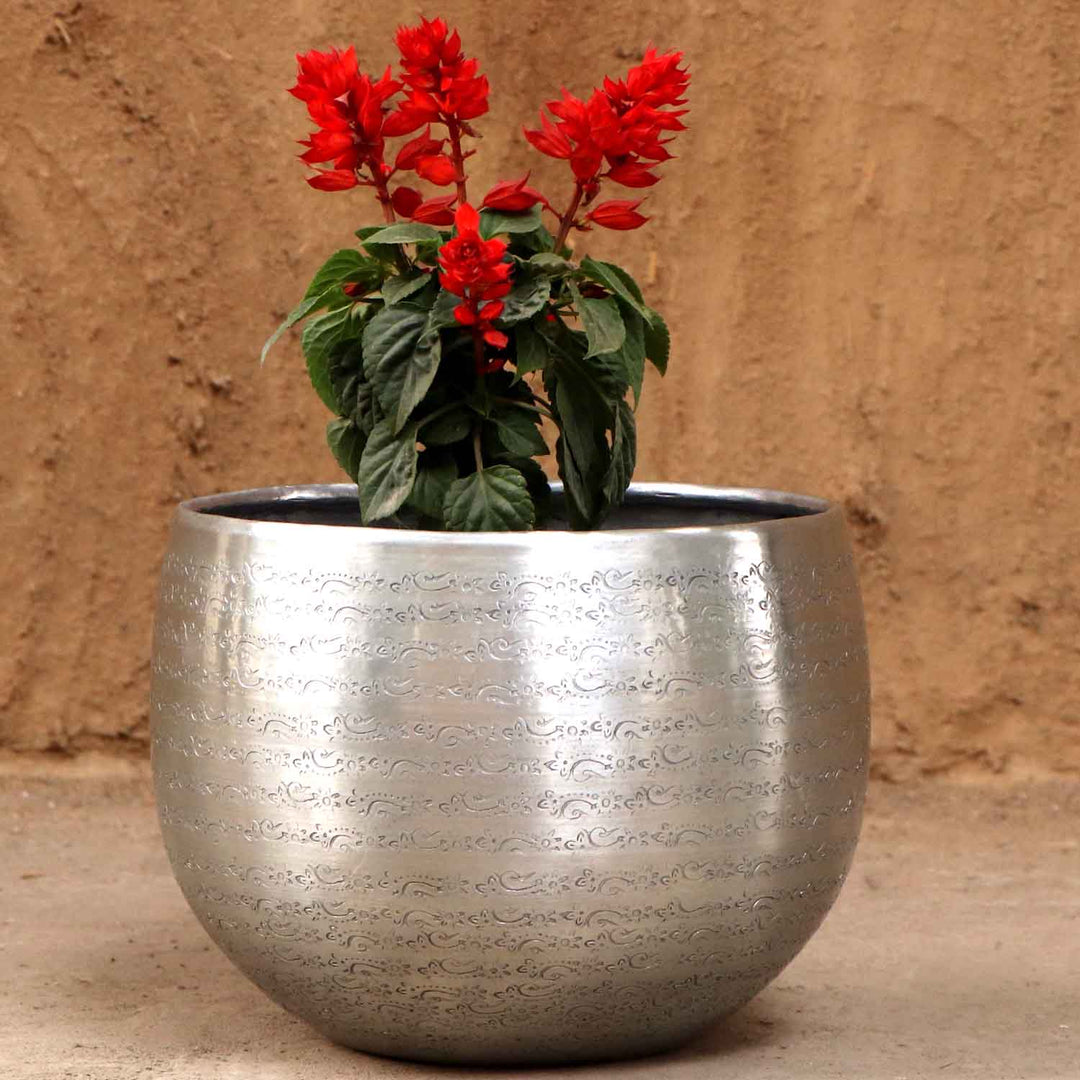 Orientalisk blomkruka Almeria