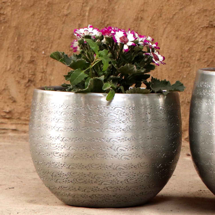 Orientalisk blomkruka Almeria