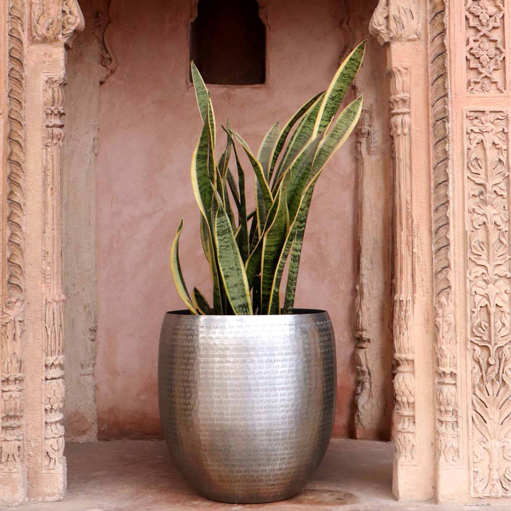 Orientalisk blomkruka Castellon